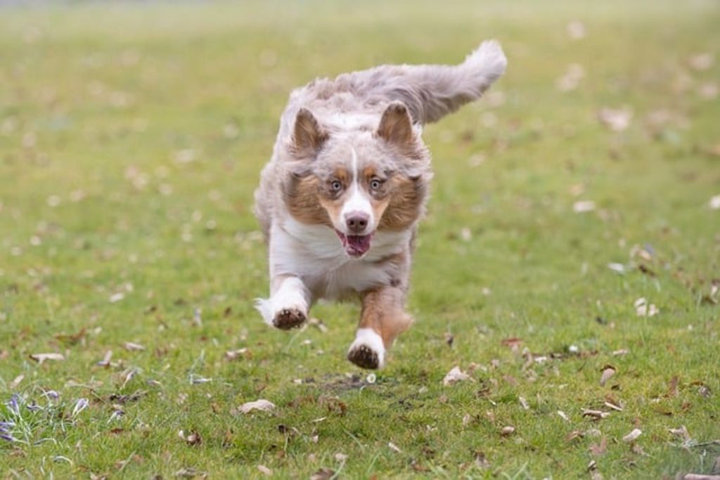 Chien heureux