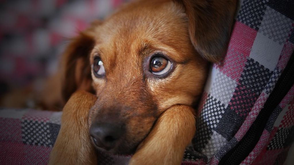 Chien triste