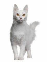 Vision du chat : il perçoit aussi les ultra-violets