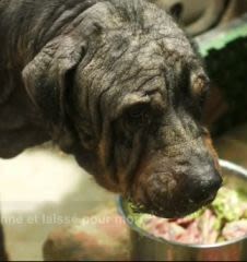 Rottweiler ressuscité : l&rsquo;incroyable transformation