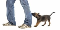 Chien ou chat dominant : au secours, mon animal fait la loi