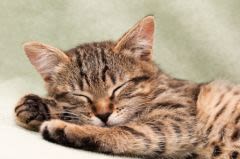 Combien de temps et comment dort un chien ou un chat ?