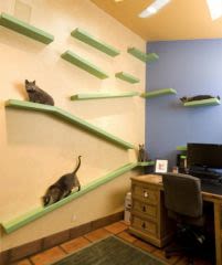 Il dépense 25000 € pour aménager sa maison pour ses 18 chats