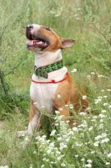 Une maladie mystérieuse chez les chiens en Angleterre