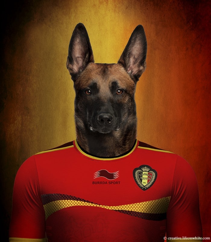 chien-mondial-foot-2014-2.jpg, avr. 2014
