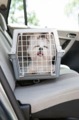 Chien ou chat malade en voiture : que faire ?
