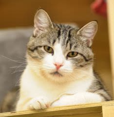 Tuberculose : premier cas de transmission du chat à l’Homme