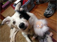 chaser-border-collie.jpg, mai 2014