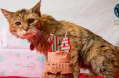 Le chat le plus vieux du monde vient de fêter ses 24 ans