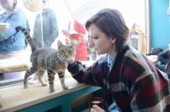 Ouverture d’un Bar à chats éphémère à New York
