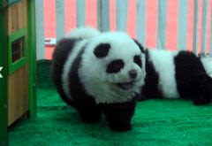 Les Chinois créént le chien-panda