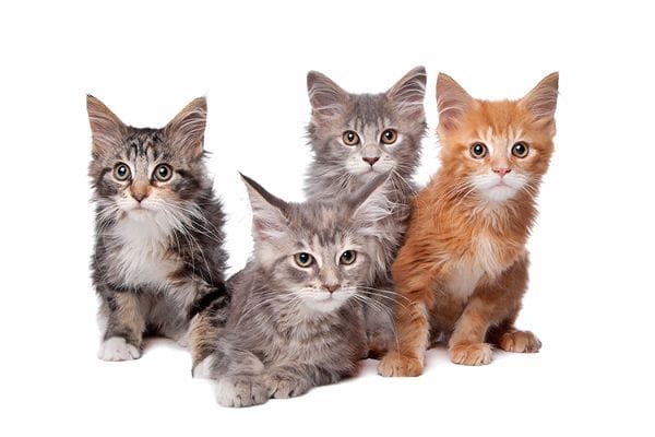 Parasites internes et externes du chat : fréquence accrue