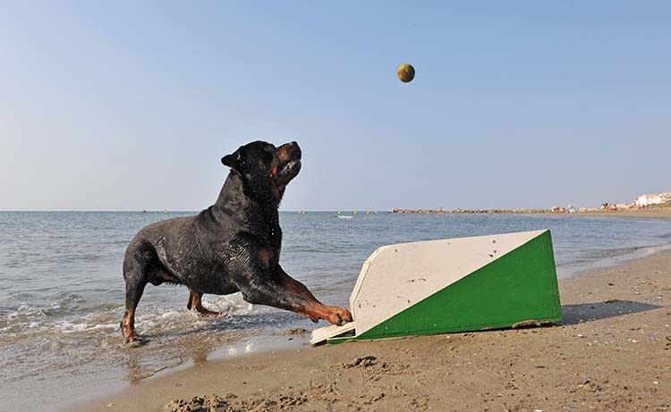 Quelles activités en vacances avec son chien ou chat ?