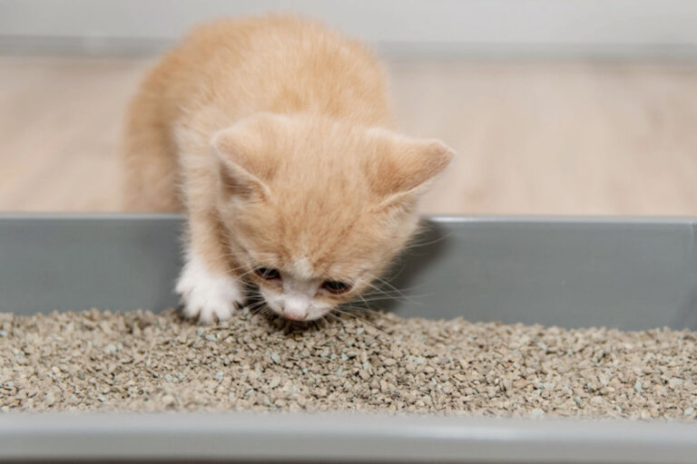 Que faire en cas de constipation chez le chaton ?