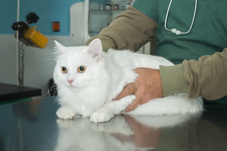 Tuberculose : 1er cas de transmission du chat à l’Homme