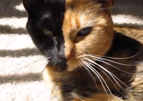 Vénus, la chatte aux 2 visages et aux yeux vairons !