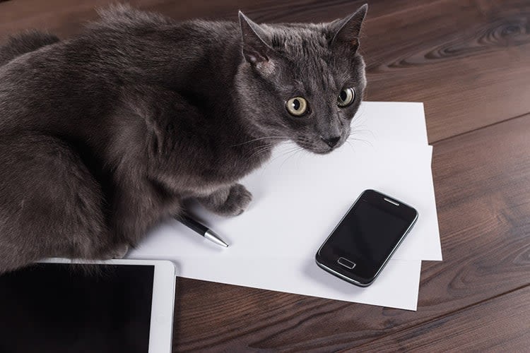Les selfies nuisent aux chats noirs