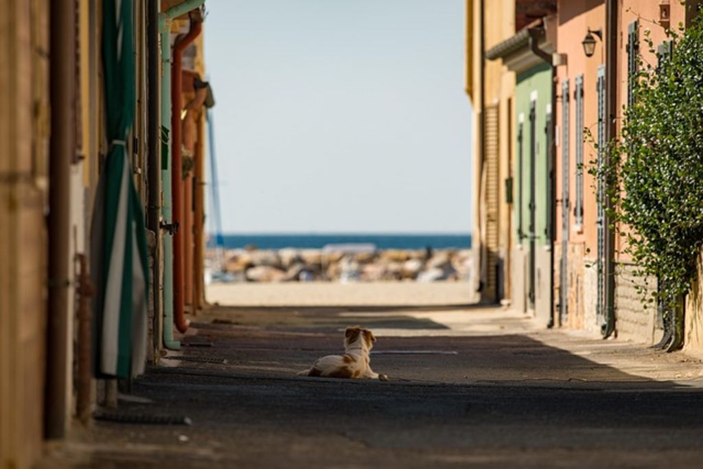 Chien dans la rue