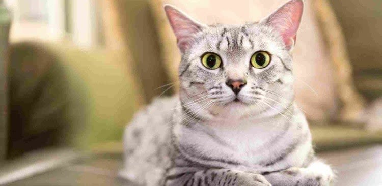 Chats heureux : un blog pour ronronner de plaisir !