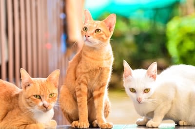 La Suisse réfléchit à la politique du chat unique
