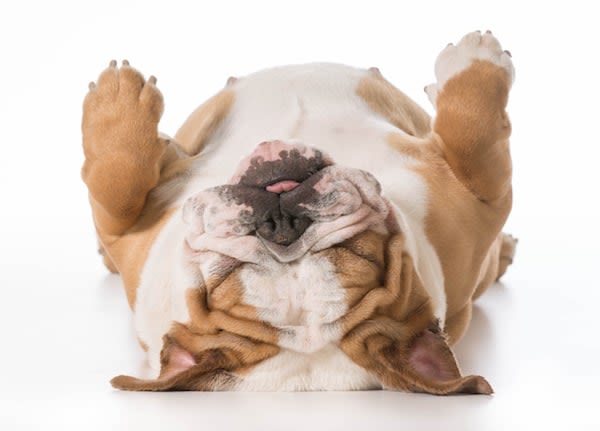 Chiens et chats : pourquoi ont-ils toutes ces manies ?