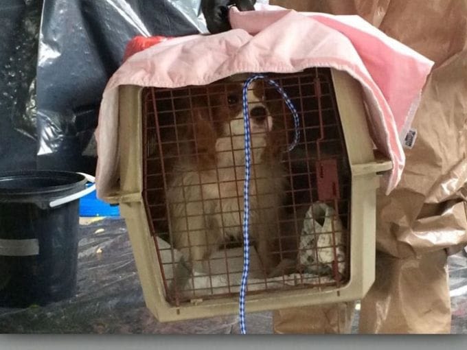 Pas d&rsquo;euthanasie du chien de la maîtresse victime d&rsquo;Ebola