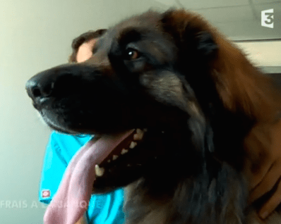 Banque de sang canine : un léonberg donneur sauve la vie d’autres chiens