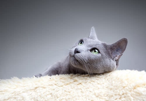 Intoxication à l’antigel : après un chien, un chat soigné… à la Vodka !