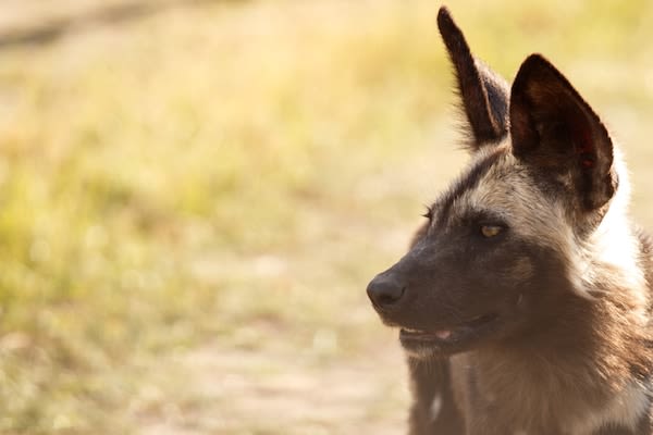 Virus Ebola : on ne sait rien sur le rôle éventuel des chiens