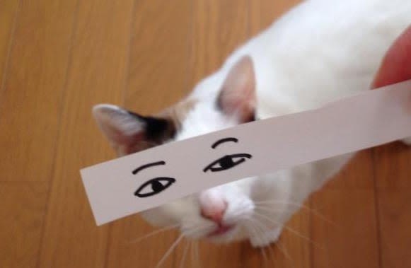 Chat montage : la nouvelle tendance d’Internet !
