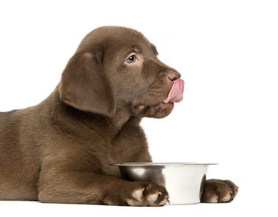 Le chien : un buveur… moins élégant que le chat !