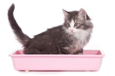 La toxoplasmose du chat contre le cancer chez l&rsquo;homme