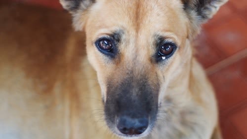 La consommation de viande de chien et chat tolérée en Suisse