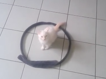 Dessiner un cercle… pour amuser le chat et le sécuriser !
