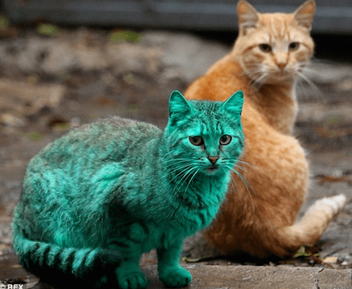 Le mystérieux chat vert de Bulgarie