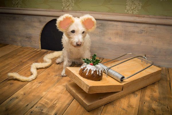 Cartes de vœux : un photographe met son chien en scène