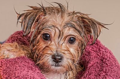 Laver son chien ou son chat : une partie de plaisir !