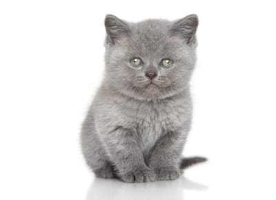 Russie : les huissiers saisissent les chats et NAC des maîtres endettés