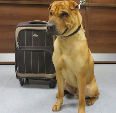 Kai : chien inconnu, abandonné dans une gare