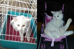 Adoptions de chiens, chats… avant et après : tout change !