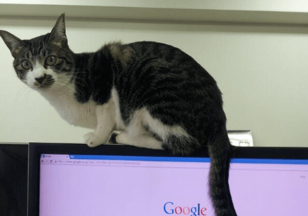 35 € par mois pour adopter un chat et l’amener au bureau