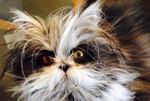 Atchoum : le dernier chat vedette du web