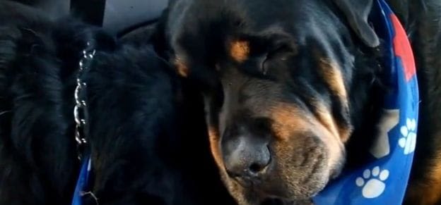 L’émouvante vidéo d’un rottweiler ne quittant pas son jumeau