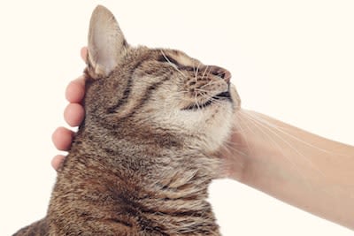 YouTube : droits d&rsquo;auteurs pour les ronronnements du chat