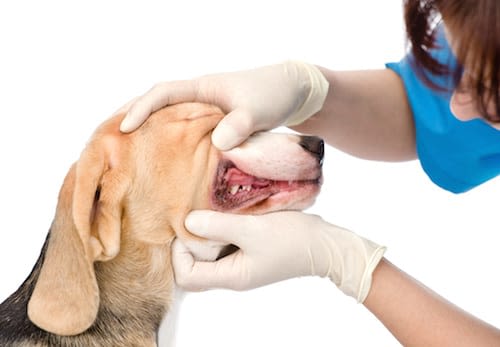 Soin des dents chez le chien et chat : les vétérinaires nord-américains se mobilisent