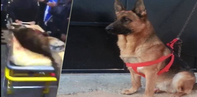 Attentat de Tunis : un hommage rendu à Akil, chien de police