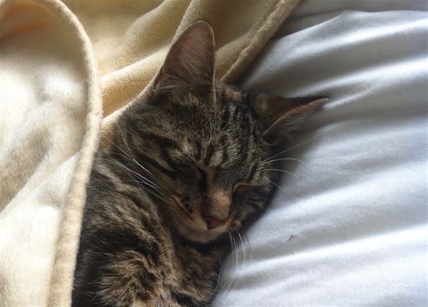 De la musique pour le bien-être des chats