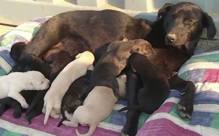 Instinct maternel : une chienne sauve ses 9 chiots d’un incendie