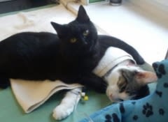 Un chat « infirmier » veille sur les animaux malades
