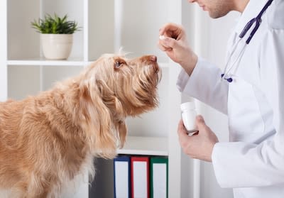 Etats-Unis : le cannabis légalisé pour soigner les animaux